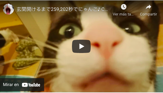 Gato se queda solo en su casa